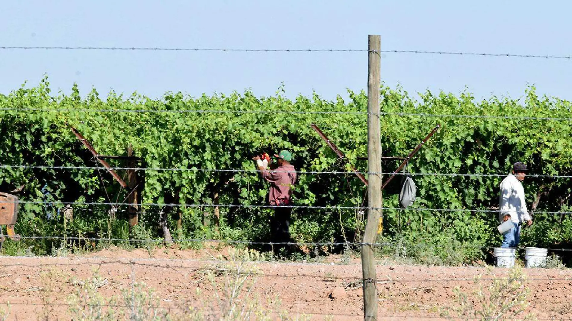 Jornaleros Agricolas Costa de Hermosillo-Carlos Villalba (24)